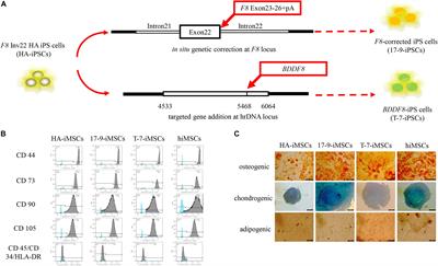 Restoration of FVIII Function and Phenotypic Rescue in Hemophilia A Mice by Transplantation of MSCs Derived From F8-Modified iPSCs